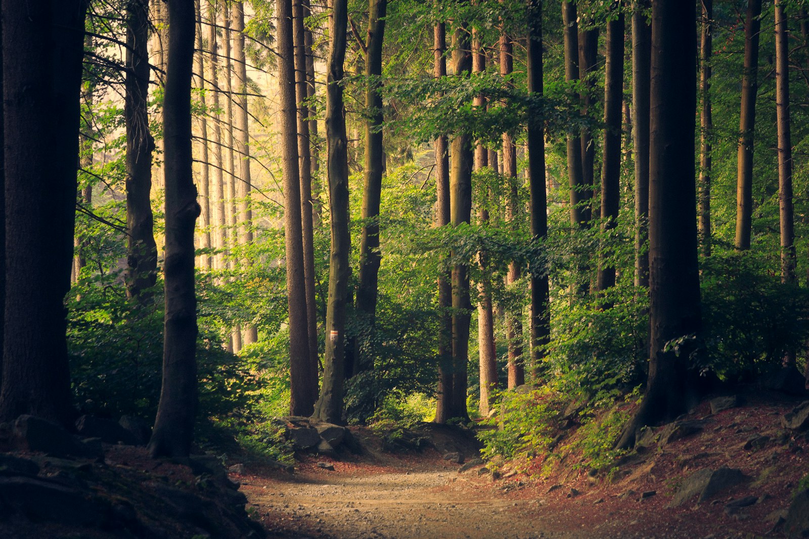 Forest hiking path in the Alps